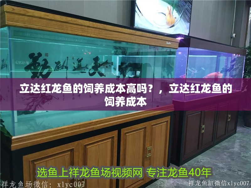 立達紅龍魚的飼養成本高嗎？，立達紅龍魚的飼養成本