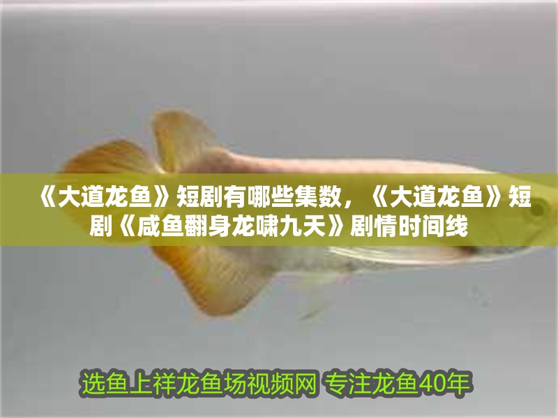 《大道龍魚》短劇有哪些集數，《大道龍魚》短劇《咸魚翻身龍嘯九天》劇情時間線