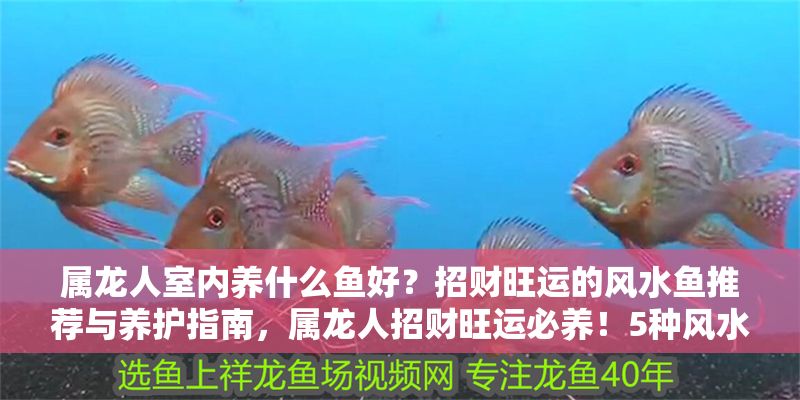屬龍人室內養什么魚好？招財旺運的風水魚推薦與養護指南，屬龍人招財旺運必養！5種風水魚推薦及養護全攻略
