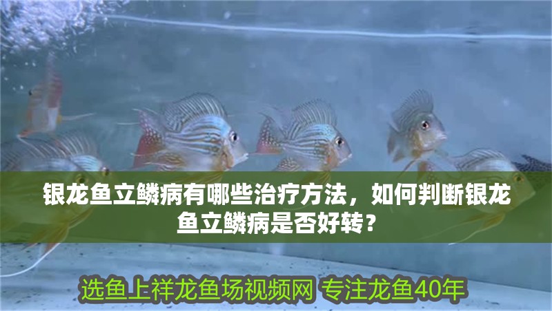銀龍魚立鱗病有哪些治療方法，如何判斷銀龍魚立鱗病是否好轉(zhuǎn)？