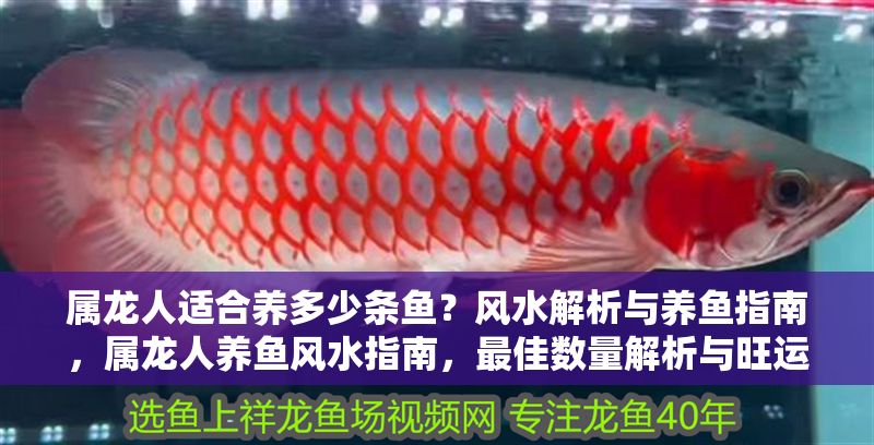 屬龍人適合養多少條魚？風水解析與養魚指南，屬龍人養魚風水指南，最佳數量解析與旺運建議