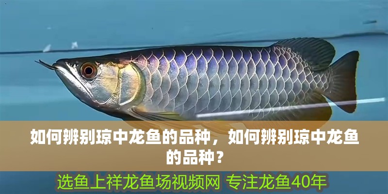 如何辨別瓊中龍魚的品種，如何辨別瓊中龍魚的品種？