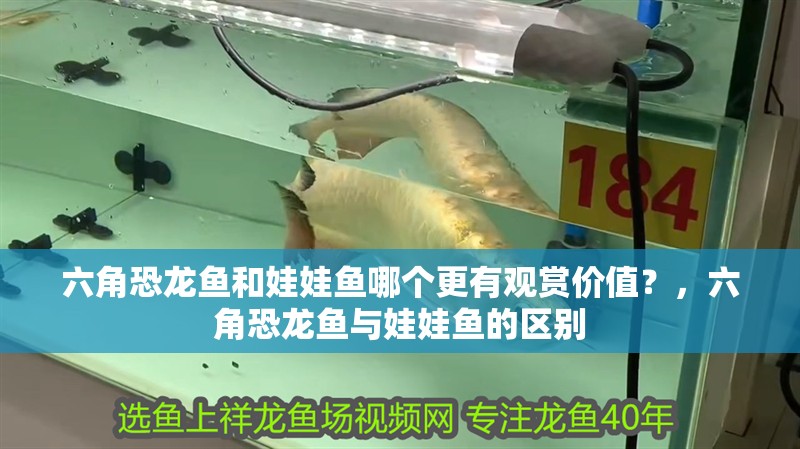 六角恐龍魚和娃娃魚哪個更有觀賞價值？，六角恐龍魚與娃娃魚的區別
