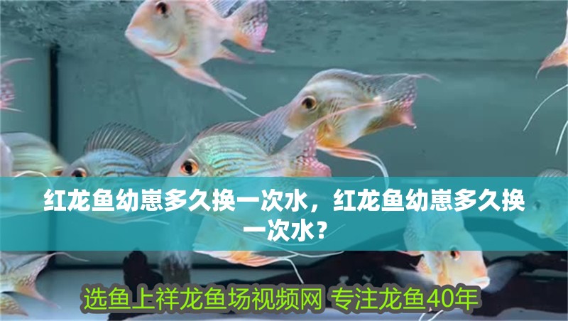 紅龍魚幼崽多久換一次水，紅龍魚幼崽多久換一次水？