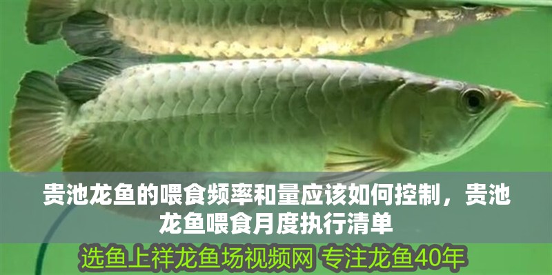 貴池龍魚的喂食頻率和量應該如何控制，貴池龍魚喂食月度執行清單