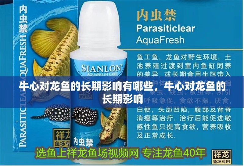 牛心對龍魚的長期影響有哪些，牛心對龍魚的長期影響
