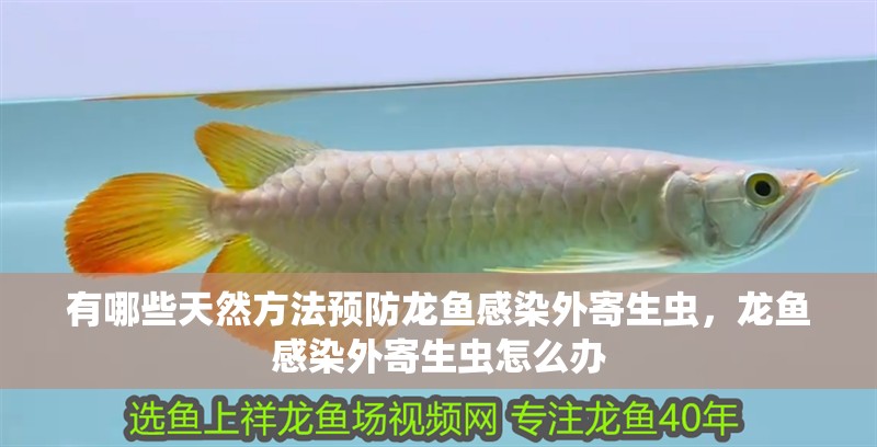 有哪些天然方法預防龍魚感染外寄生蟲，龍魚感染外寄生蟲怎么辦