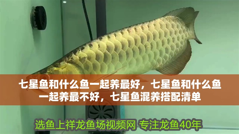七星魚和什么魚一起養最好，七星魚和什么魚一起養最不好，七星魚混養搭配清單