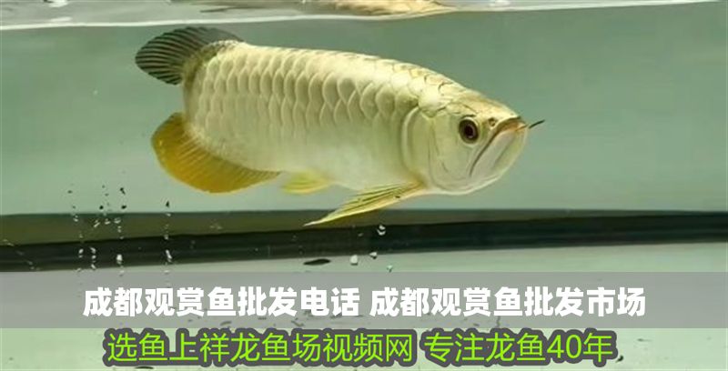 成都觀賞魚批發電話 成都觀賞魚批發市場