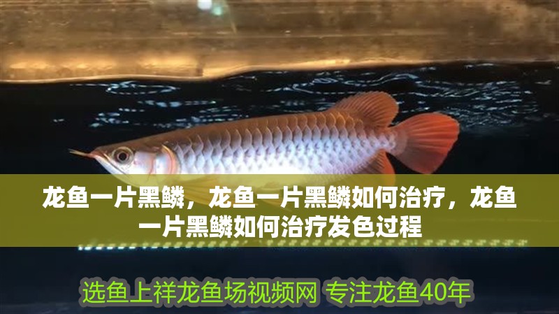龍魚一片黑鱗，龍魚一片黑鱗如何治療，龍魚一片黑鱗如何治療發(fā)色過程