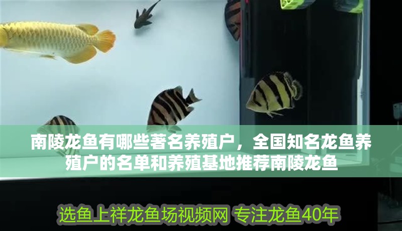 <strong><mark>南陵</mark></strong>龍魚有哪些著名養(yǎng)殖戶，全國知名龍魚養(yǎng)殖戶的名單和養(yǎng)殖基地推薦<strong><mark>南陵</mark></strong>龍魚