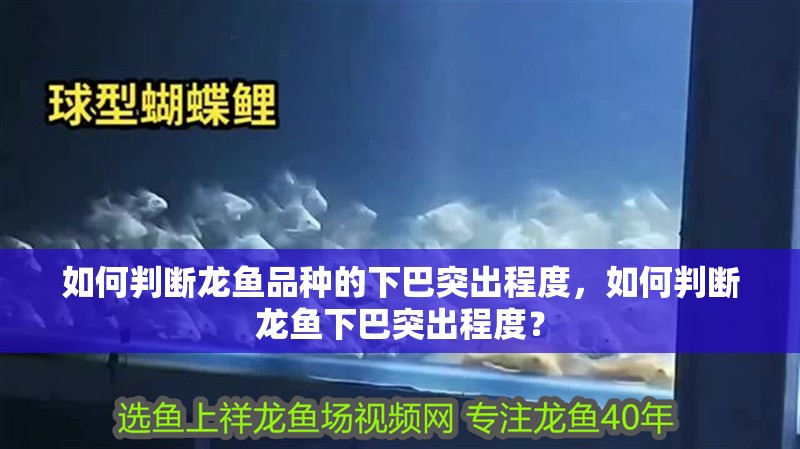 如何判斷龍魚品種的下巴突出程度，如何判斷龍魚下巴突出程度？