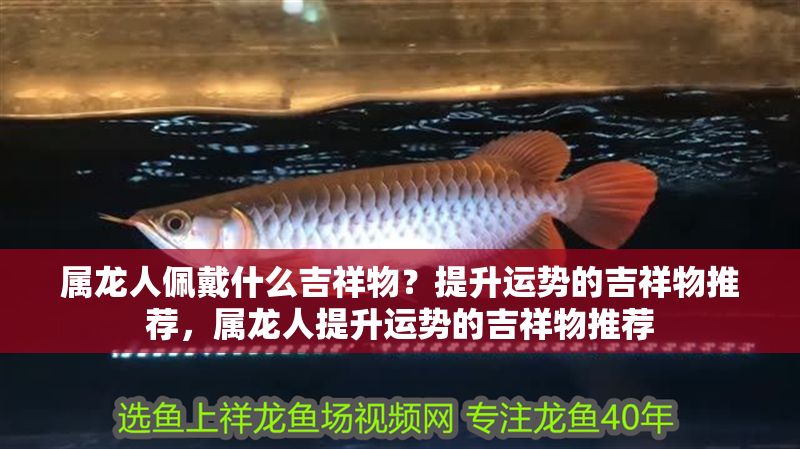 屬龍人佩戴什么吉祥物？提升運勢的吉祥物推薦，屬龍人提升運勢的吉祥物推薦 屬龍人佩戴什么吉祥物？提升運勢的吉祥物推薦，屬龍人提升運勢的吉祥物推薦 龍魚百科 第1張