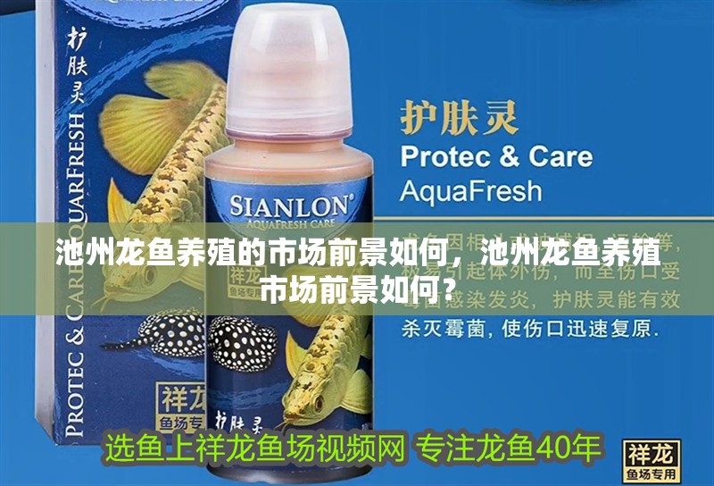 池州龍魚養殖的市場前景如何，池州龍魚養殖市場前景如何？