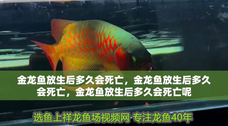 金龍魚放生后多久會(huì)死亡，金龍魚放生后多久會(huì)死亡，金龍魚放生后多久會(huì)死亡呢 金龍魚放生后多久會(huì)死亡，金龍魚放生后多久會(huì)死亡，金龍魚放生后多久會(huì)死亡呢 龍魚百科