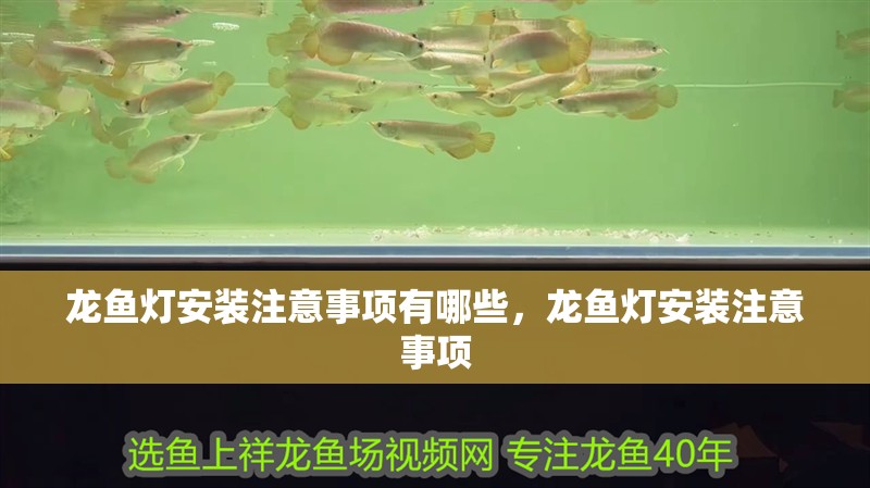 龍魚燈安裝注意事項有哪些，龍魚燈安裝注意事項