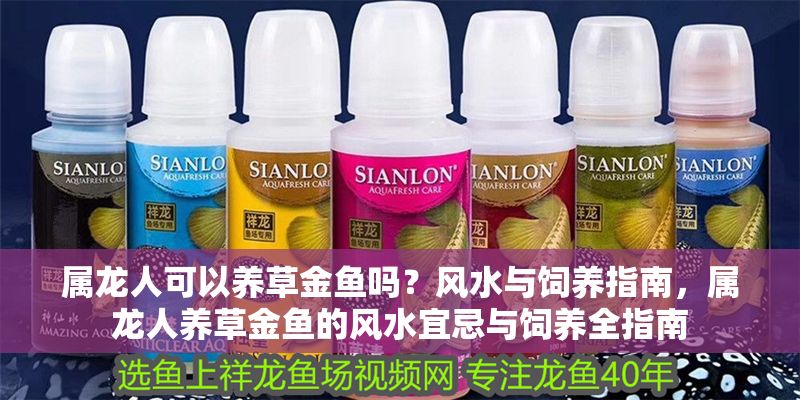 屬龍人可以養(yǎng)草金魚嗎？風(fēng)水與飼養(yǎng)指南，屬龍人養(yǎng)草金魚的風(fēng)水宜忌與飼養(yǎng)全指南