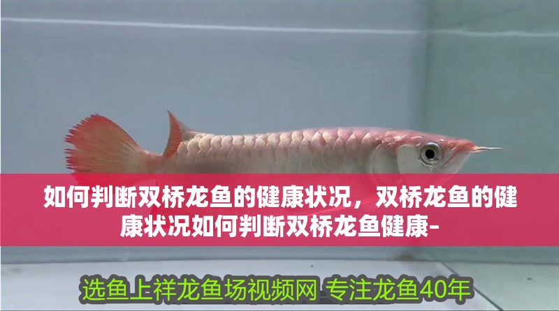 如何判斷雙橋龍魚的健康狀況，雙橋龍魚的健康狀況如何判斷雙橋龍魚健康–