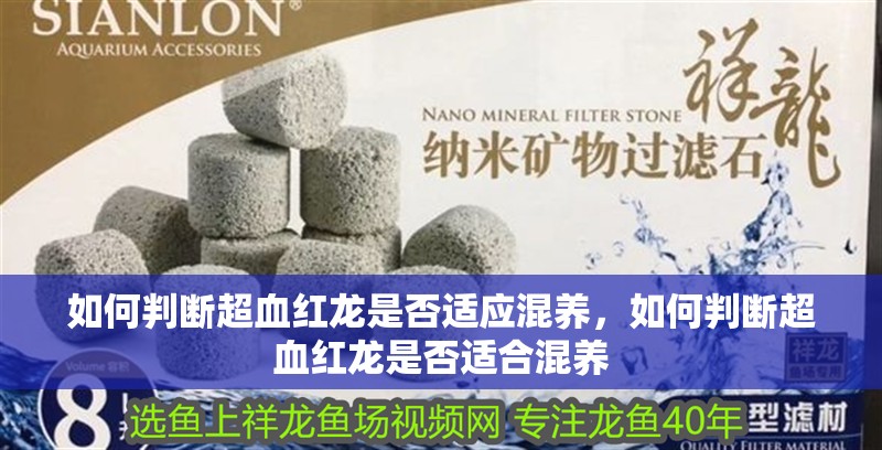 如何判斷超血紅龍是否適應混養，如何判斷超血紅龍是否適合混養