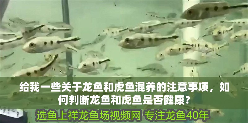 給我一些關于龍魚和虎魚混養的注意事項，如何判斷龍魚和虎魚是否健康？