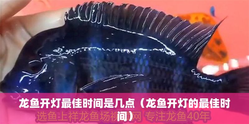龍魚開燈最佳時間是幾點(diǎn)（龍魚開燈的最佳時間）