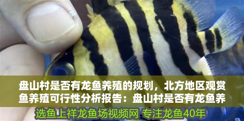 盤山村是否有龍魚養殖的規劃，北方地區觀賞魚養殖可行性分析報告：盤山村是否有龍魚養殖的規劃