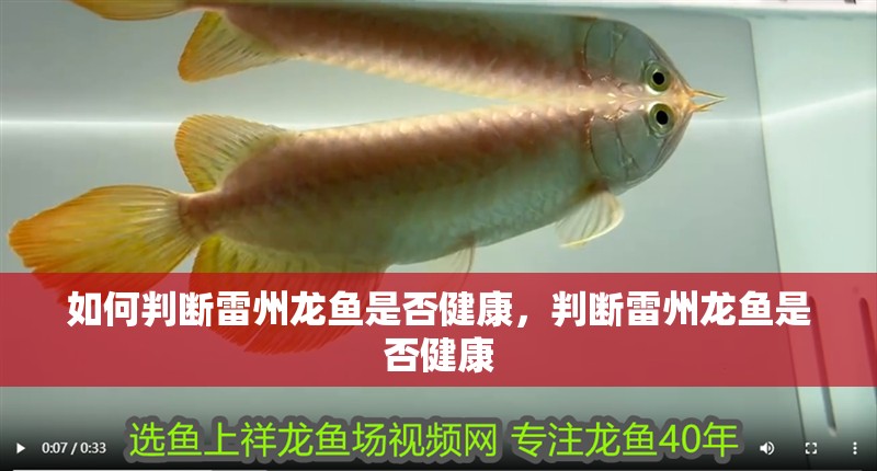 如何判斷雷州龍魚是否健康，判斷雷州龍魚是否健康