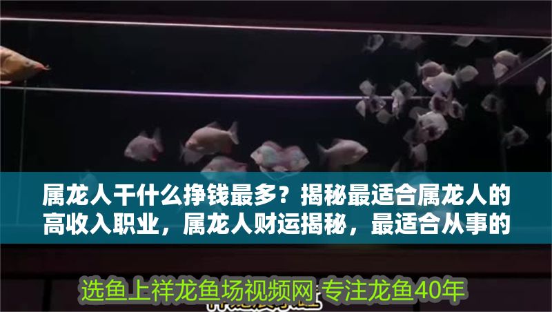 屬龍人干什么掙錢(qián)最多？揭秘最適合屬龍人的高收入職業(yè)，屬龍人財(cái)運(yùn)揭秘，最適合從事的5大高收入職業(yè) 屬龍人干什么掙錢(qián)最多？揭秘最適合屬龍人的高收入職業(yè)，屬龍人財(cái)運(yùn)揭秘，最適合從事的5大高收入職業(yè) 龍魚(yú)百科 第1張
