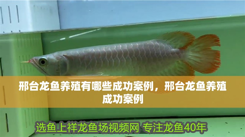 邢臺龍魚養殖有哪些成功案例，邢臺龍魚養殖成功案例