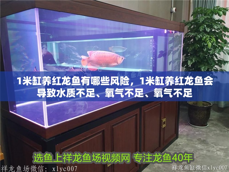 1米缸養紅龍魚有哪些風險，1米缸養紅龍魚會導致水質不足、氧氣不足、氧氣不足