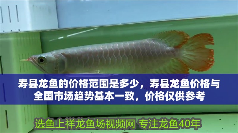 壽縣龍魚的價格范圍是多少，壽縣龍魚價格與全國市場趨勢基本一致，價格僅供參考