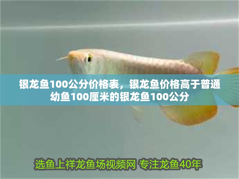銀龍魚100公分價格表，銀龍魚價格高于普通幼魚100厘米的銀龍魚100公分