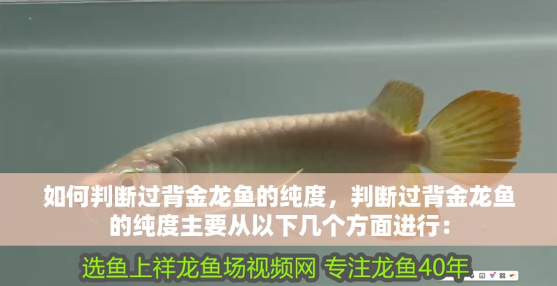 如何判斷過(guò)背金龍魚(yú)的純度，判斷過(guò)背金龍魚(yú)的純度主要從以下幾個(gè)方面進(jìn)行：