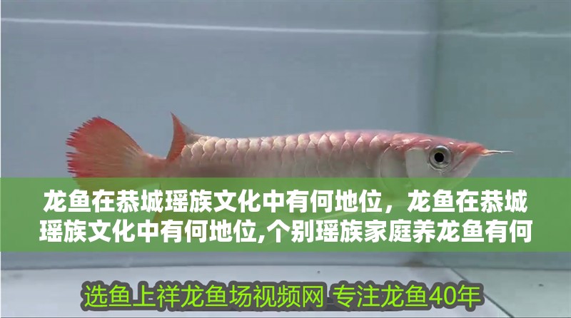 龍魚在恭城瑤族文化中有何地位，龍魚在恭城瑤族文化中有何地位,個別瑤族家庭養龍魚有何特殊含義