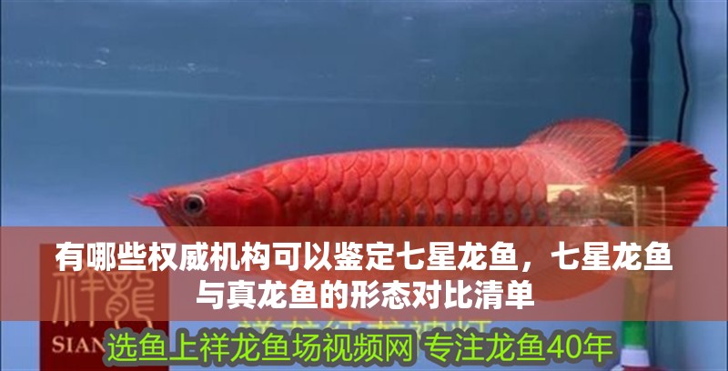 有哪些權威機構可以鑒定七星龍魚，七星龍魚與真龍魚的形態對比清單