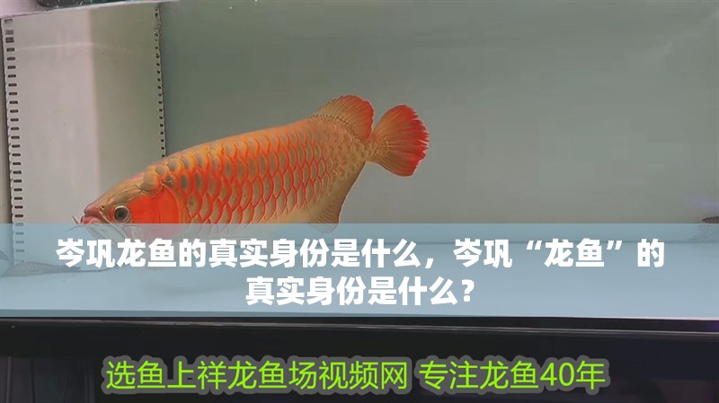 岑鞏龍魚的真實身份是什么，岑鞏“龍魚”的真實身份是什么？