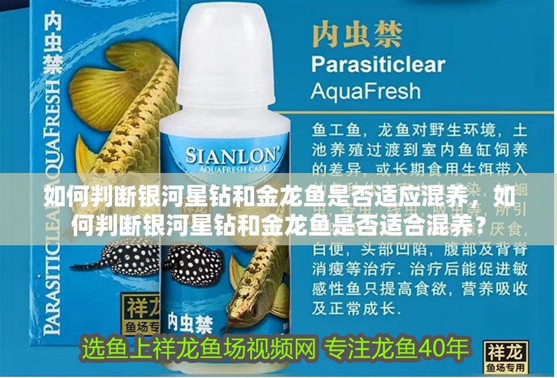 如何判斷銀河星鉆和金龍魚是否適應混養，如何判斷銀河星鉆和金龍魚是否適合混養？