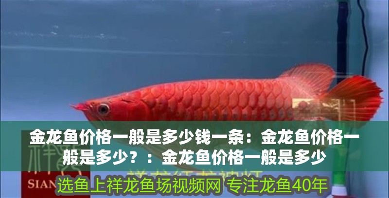 金龍魚價格一般是多少錢一條：金龍魚價格一般是多少？：金龍魚價格一般是多少