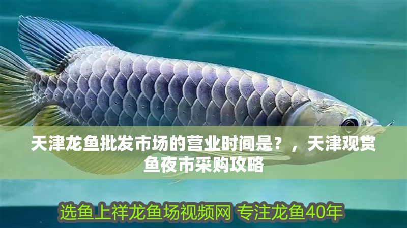 天津龍魚批發(fā)市場的營業(yè)時間是？，天津觀賞魚夜市采購攻略