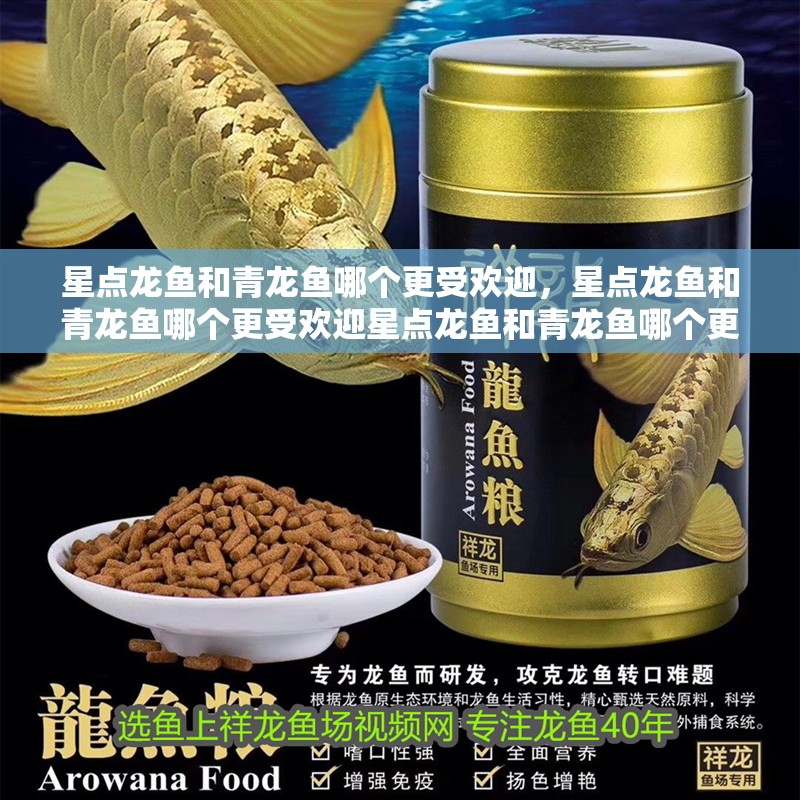 星點龍魚和青龍魚哪個更受歡迎，星點龍魚和青龍魚哪個更受歡迎星點龍魚和青龍魚哪個更受歡迎