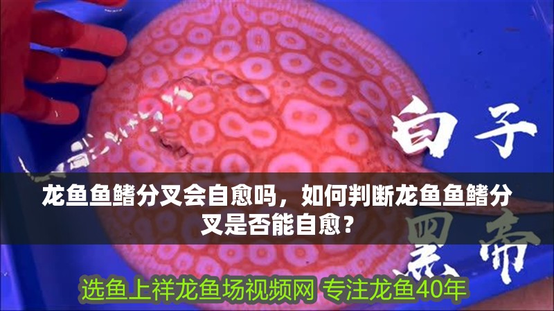龍魚魚鰭分叉會自愈嗎，如何判斷龍魚魚鰭分叉是否能自愈？