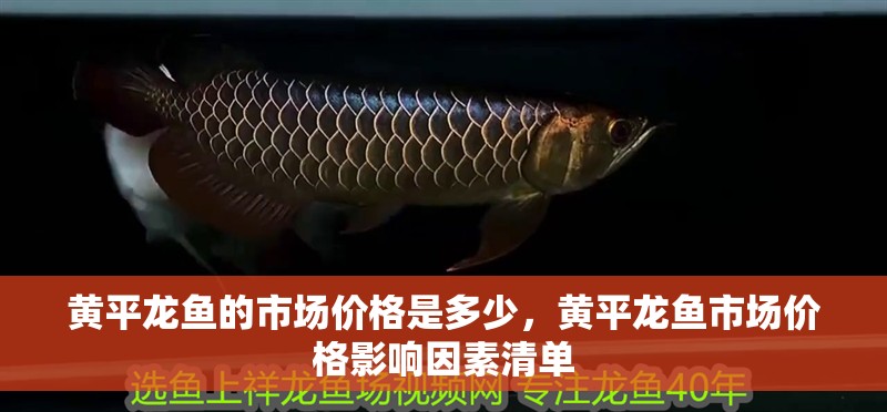 黃平龍魚的市場價格是多少，黃平龍魚市場價格影響因素清單