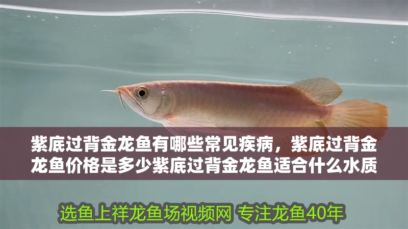 紫底過背金龍魚有哪些常見疾病，紫底過背金龍魚價格是多少紫底過背金龍魚適合什么水質