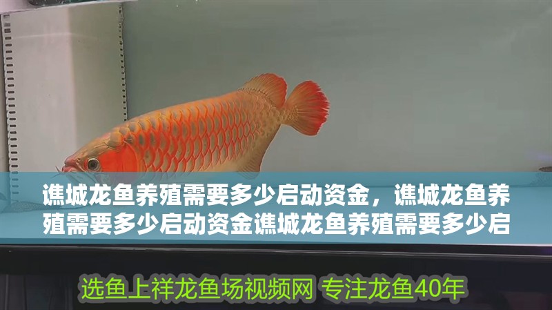 譙城龍魚養殖需要多少啟動資金，譙城龍魚養殖需要多少啟動資金譙城龍魚養殖需要多少啟動資金