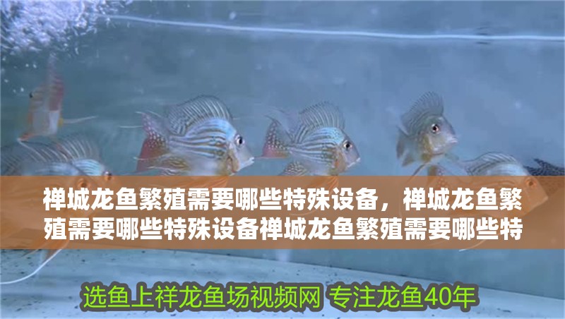 禪城龍魚繁殖需要哪些特殊設備，禪城龍魚繁殖需要哪些特殊設備禪城龍魚繁殖需要哪些特殊設備