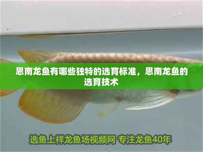 <strong><mark>思南</mark></strong>龍魚(yú)有哪些獨(dú)特的選育標(biāo)準(zhǔn)，<strong><mark>思南</mark></strong>龍魚(yú)的選育技術(shù)