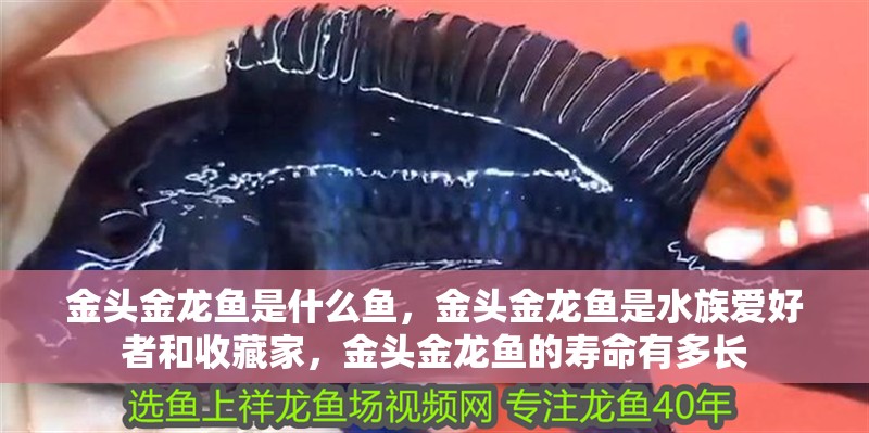 金頭金龍魚是什么魚，金頭金龍魚是水族愛好者和收藏家，金頭金龍魚的壽命有多長