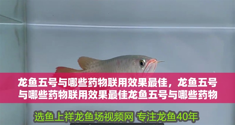 龍魚五號(hào)與哪些藥物聯(lián)用效果最佳，龍魚五號(hào)與哪些藥物聯(lián)用效果最佳龍魚五號(hào)與哪些藥物聯(lián)用效果最佳