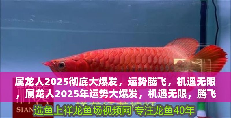 屬龍人2025徹底大爆發，運勢騰飛，機遇無限，屬龍人2025年運勢大爆發，機遇無限，騰飛在即！