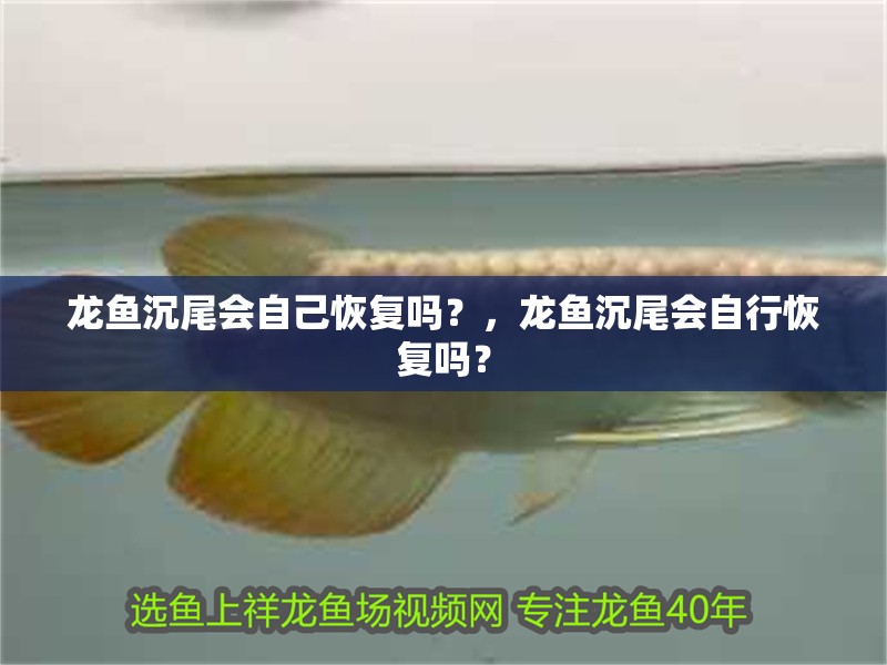 龍魚沉尾會自己恢復嗎？，龍魚沉尾會自行恢復嗎？